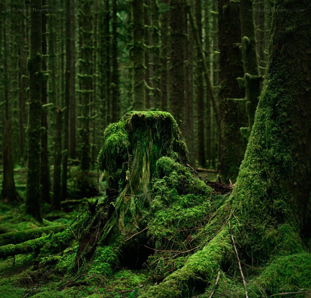 Moss-covered forest stump