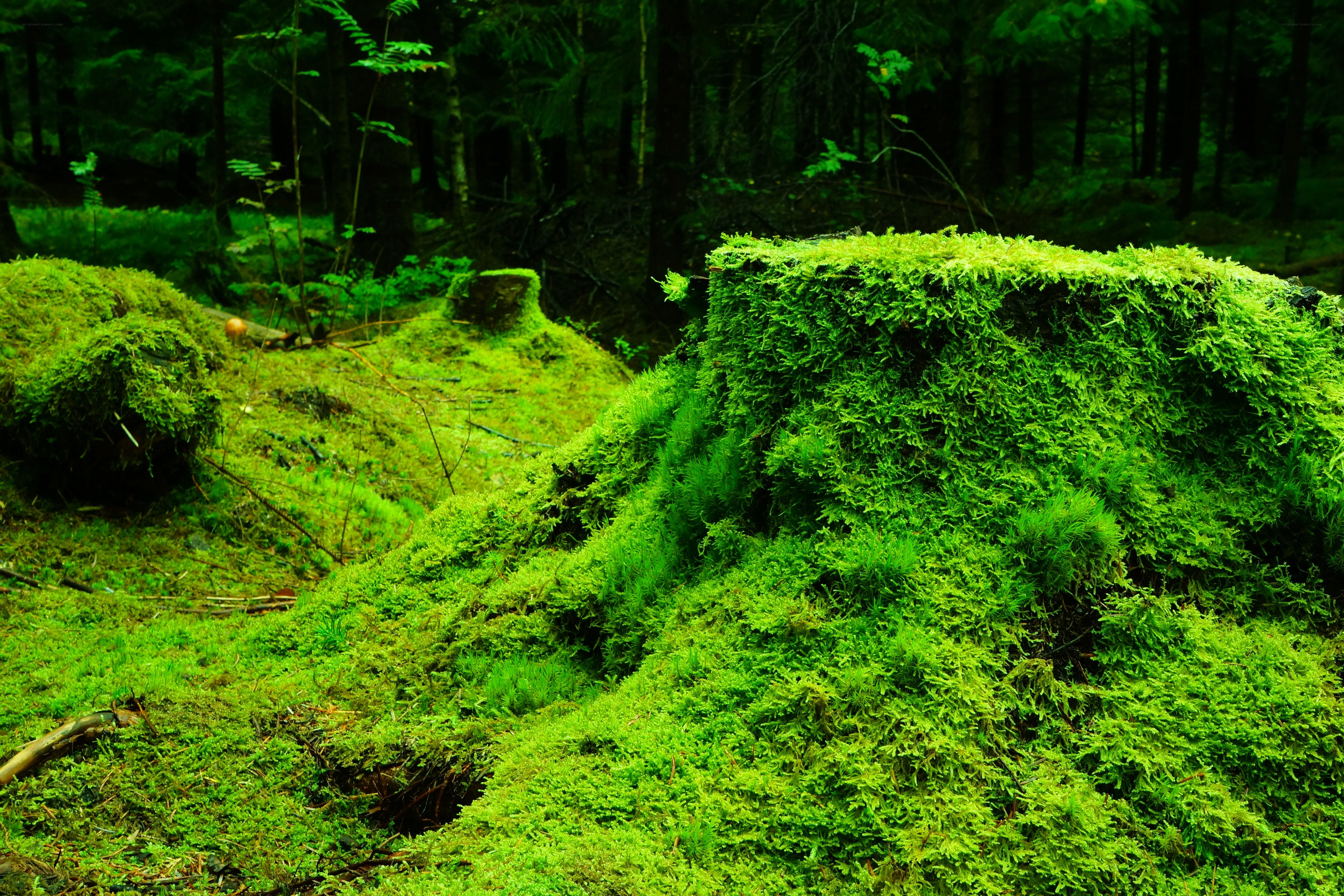 moss-covered forest stumps