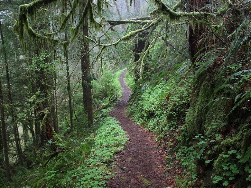 Moss-covered Forest Trail