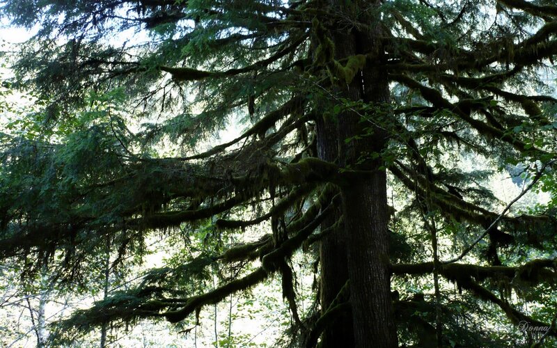 Moss-covered forest tree