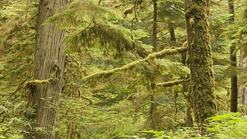 moss-covered forest trees