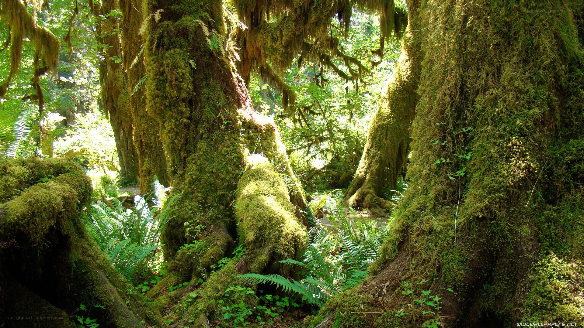 Moss-covered forest trees
