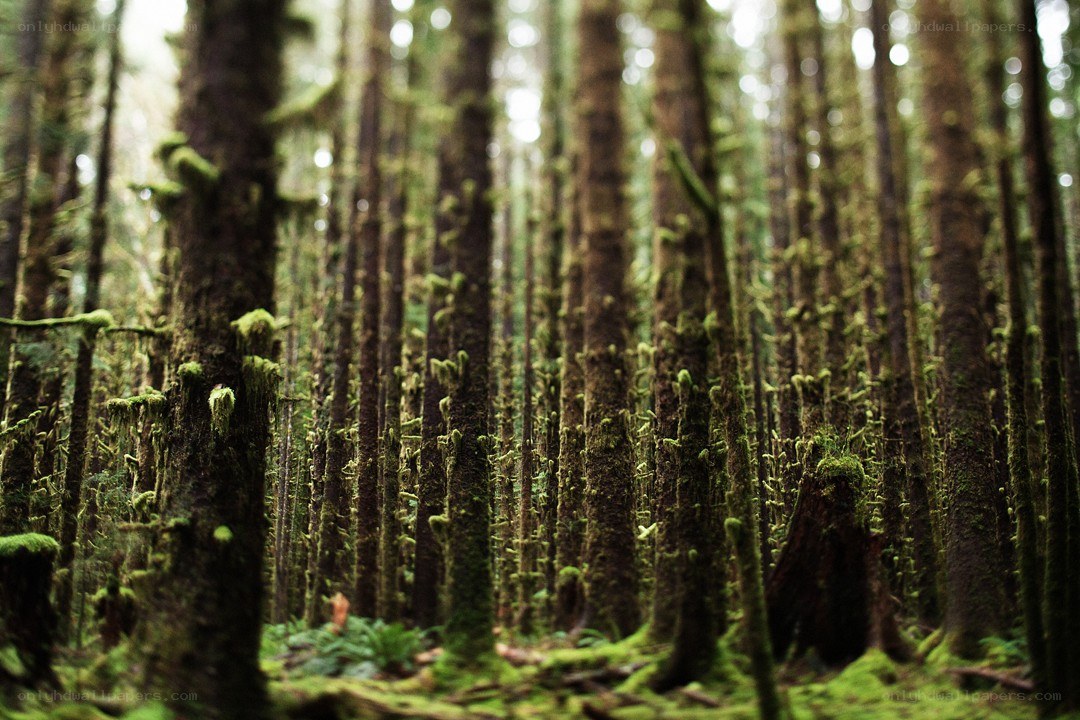 Moss-covered forest trees