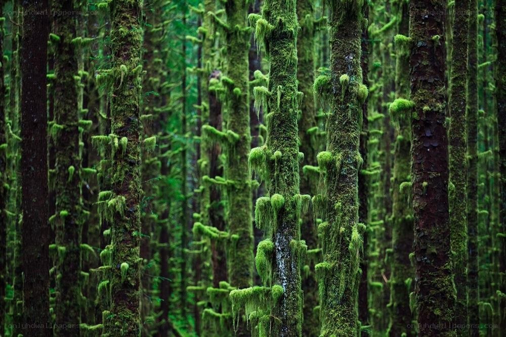 moss-covered forest trees
