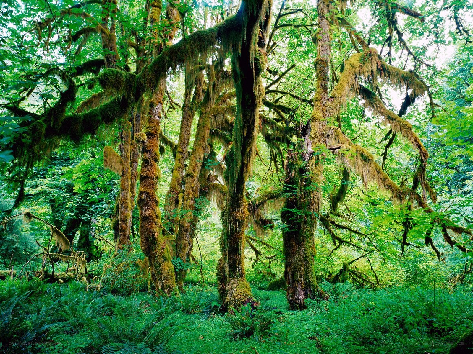 Moss-covered forest trees