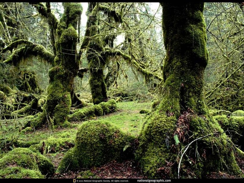 Moss-covered forest trees