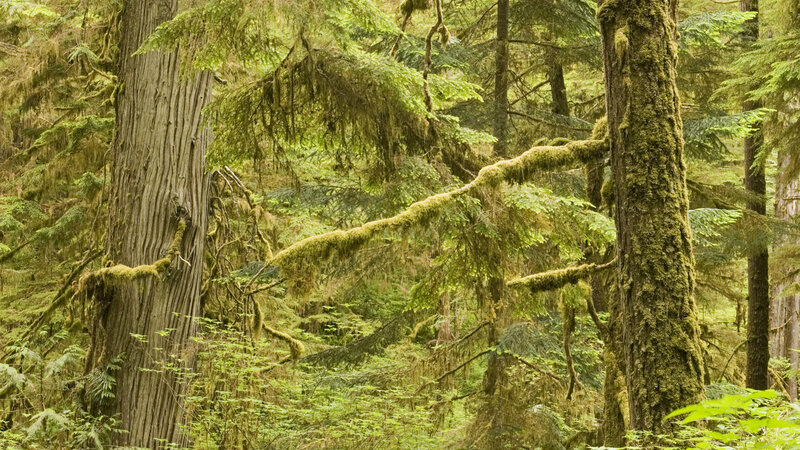 Moss-covered forest trees