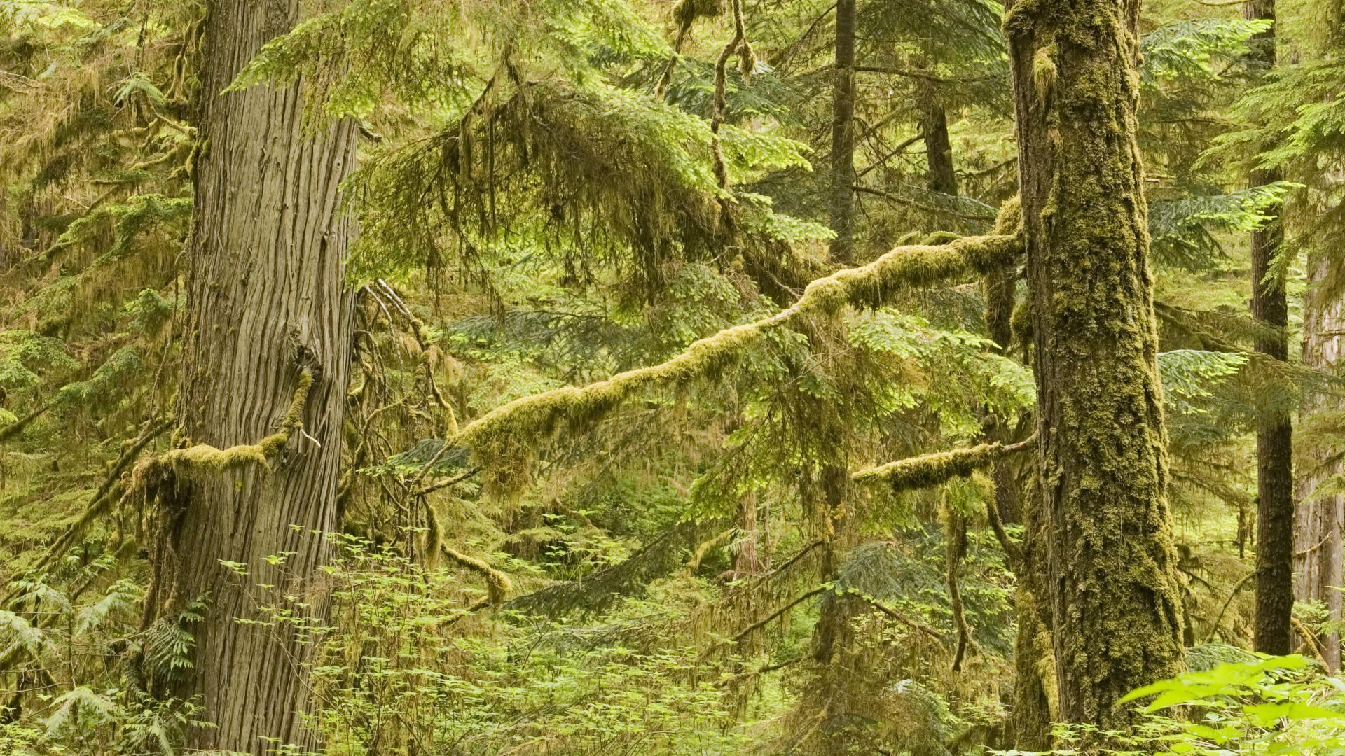 Moss-covered forest trees