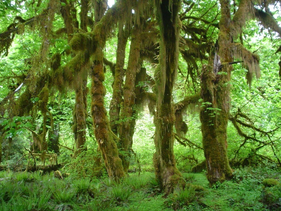 Moss-covered forest trees