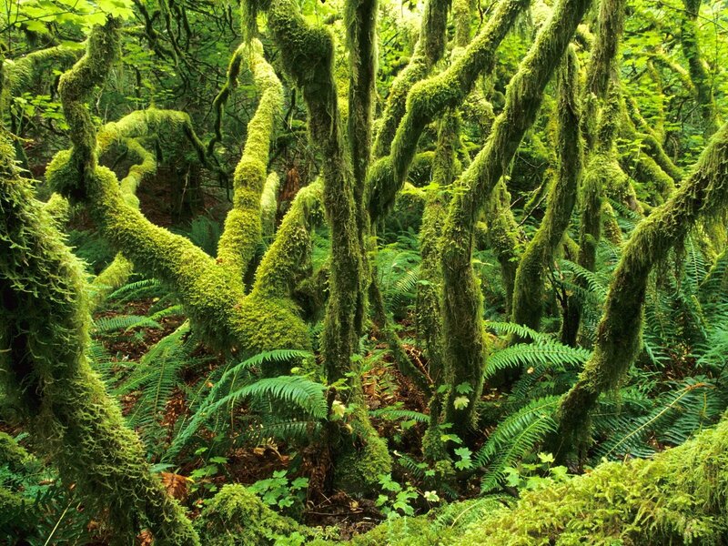 Moss-covered forest trees