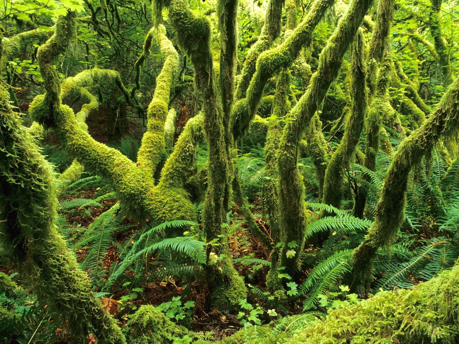 Moss-covered forest trees