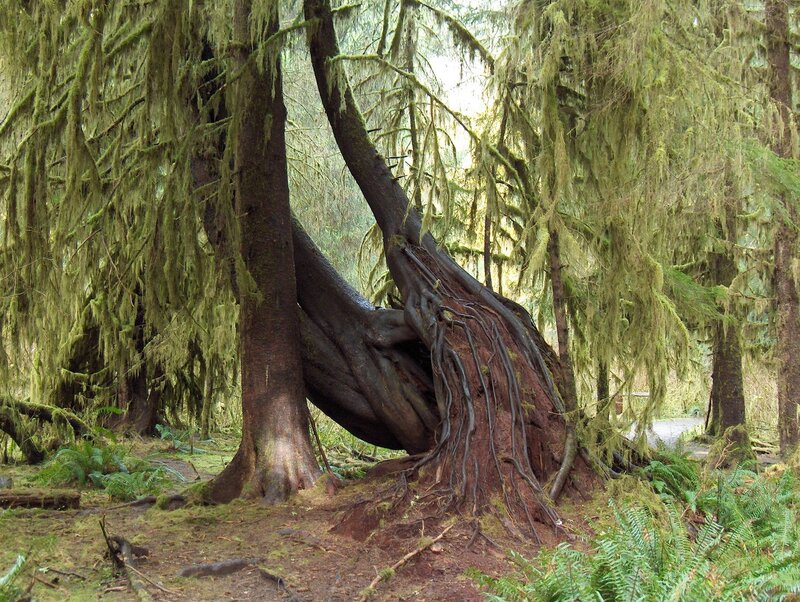 Moss-covered forest trees