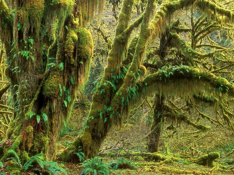 Moss-covered forest trees