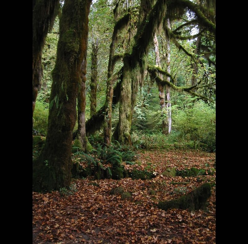 Moss-covered forest with fallen leaves