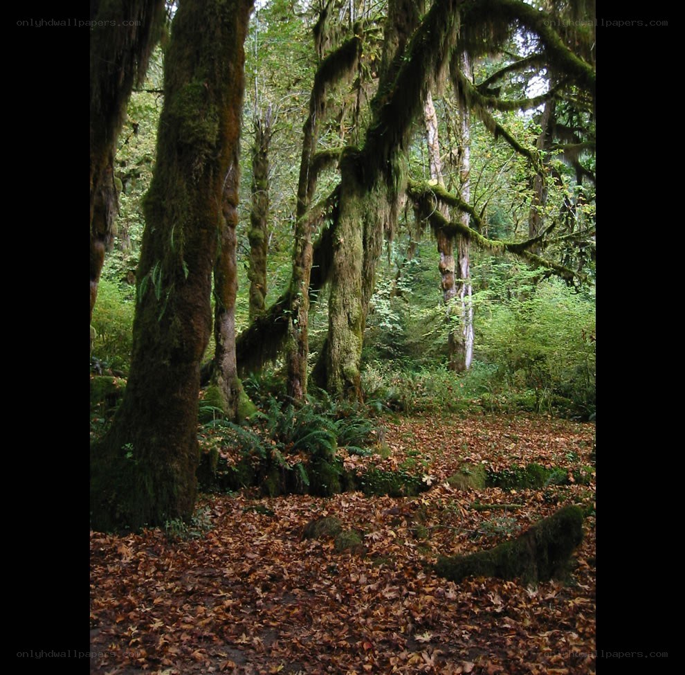 Moss-covered forest with fallen leaves