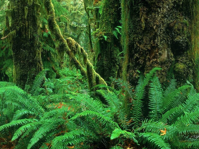 Moss-covered forest with ferns