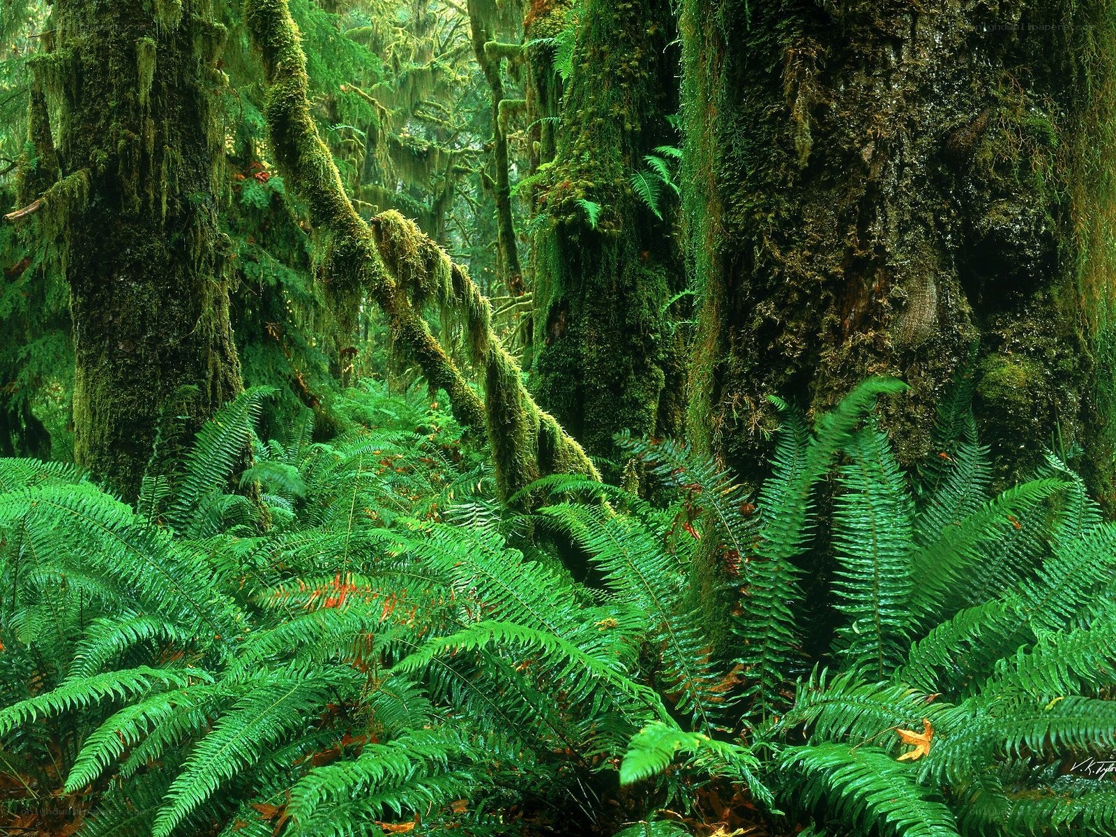 Moss-covered forest with ferns