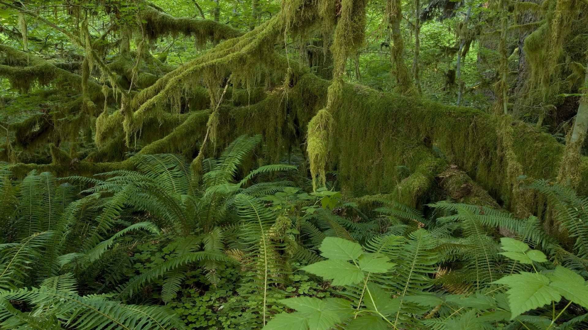 Moss-covered forest with ferns