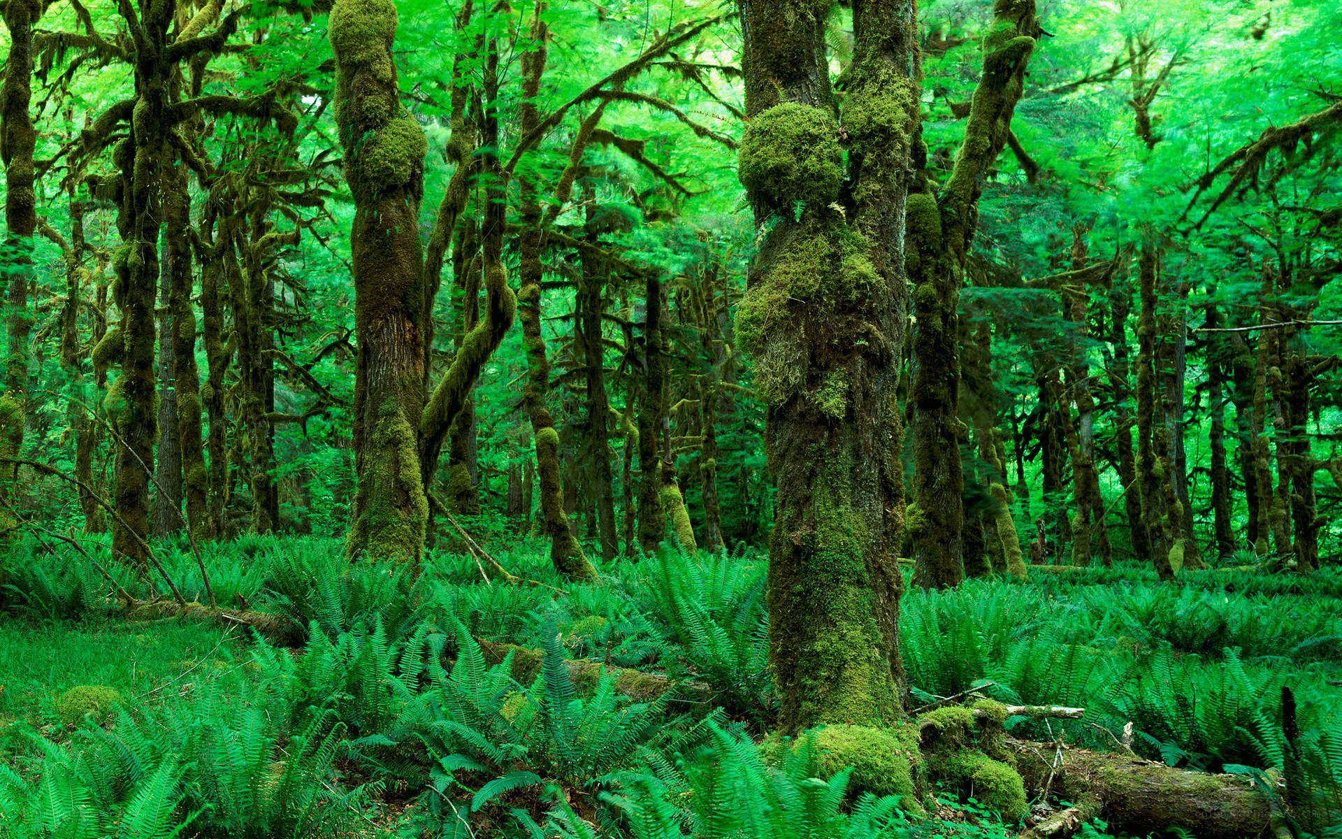 Moss-covered forest with ferns