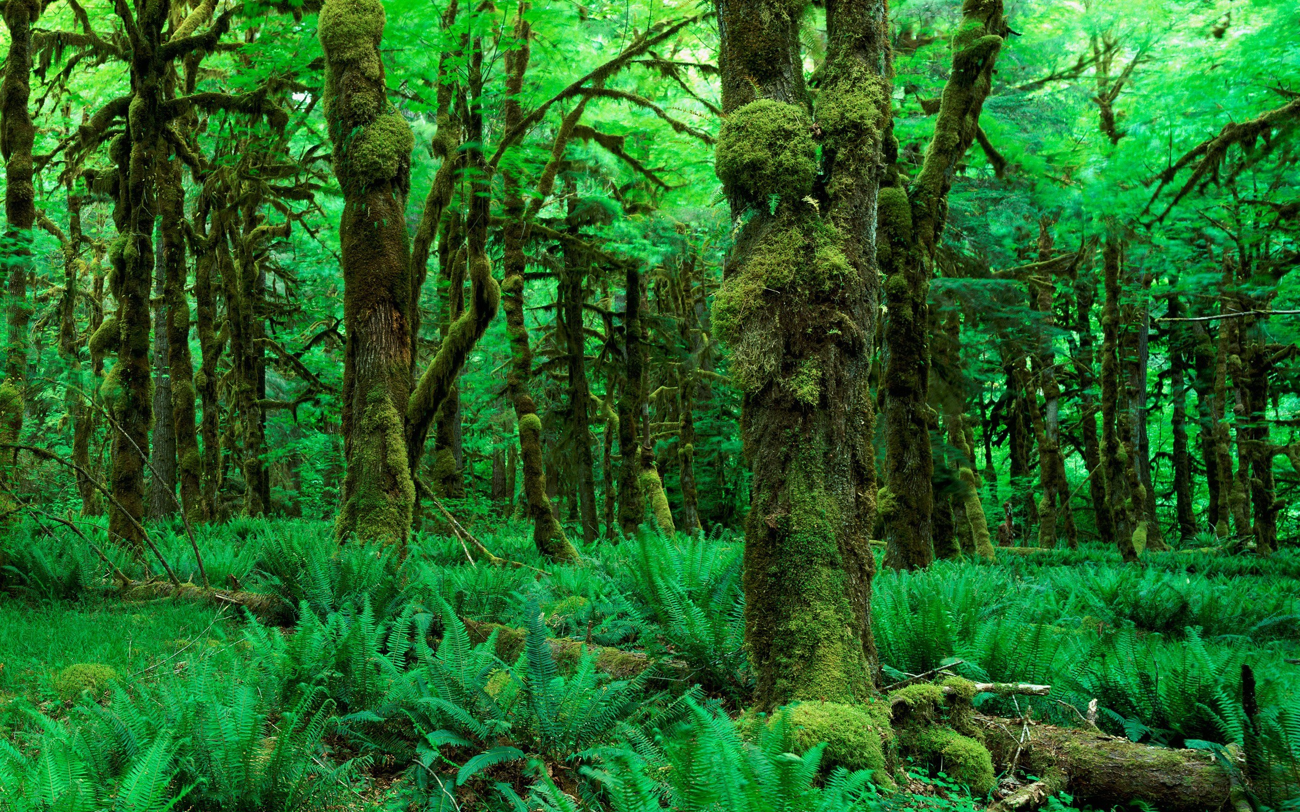 Moss-covered forest with ferns