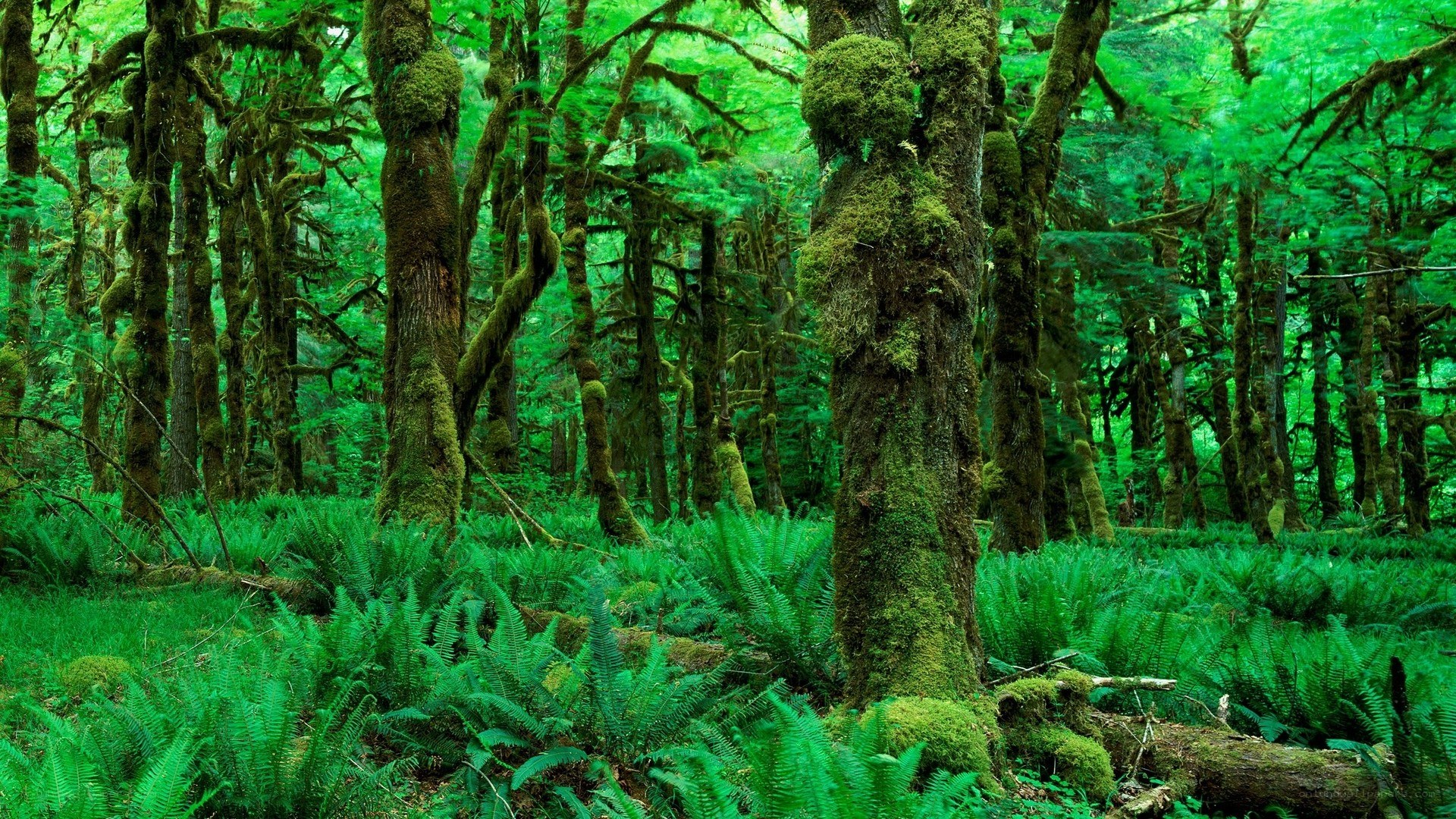Moss-covered forest with ferns