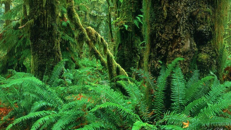 Moss-covered forest with ferns