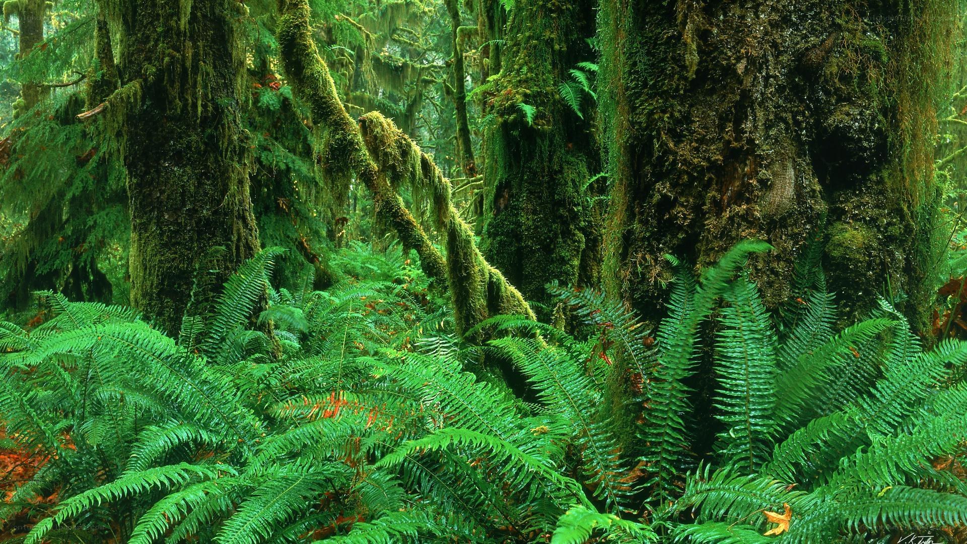 Moss-covered forest with ferns