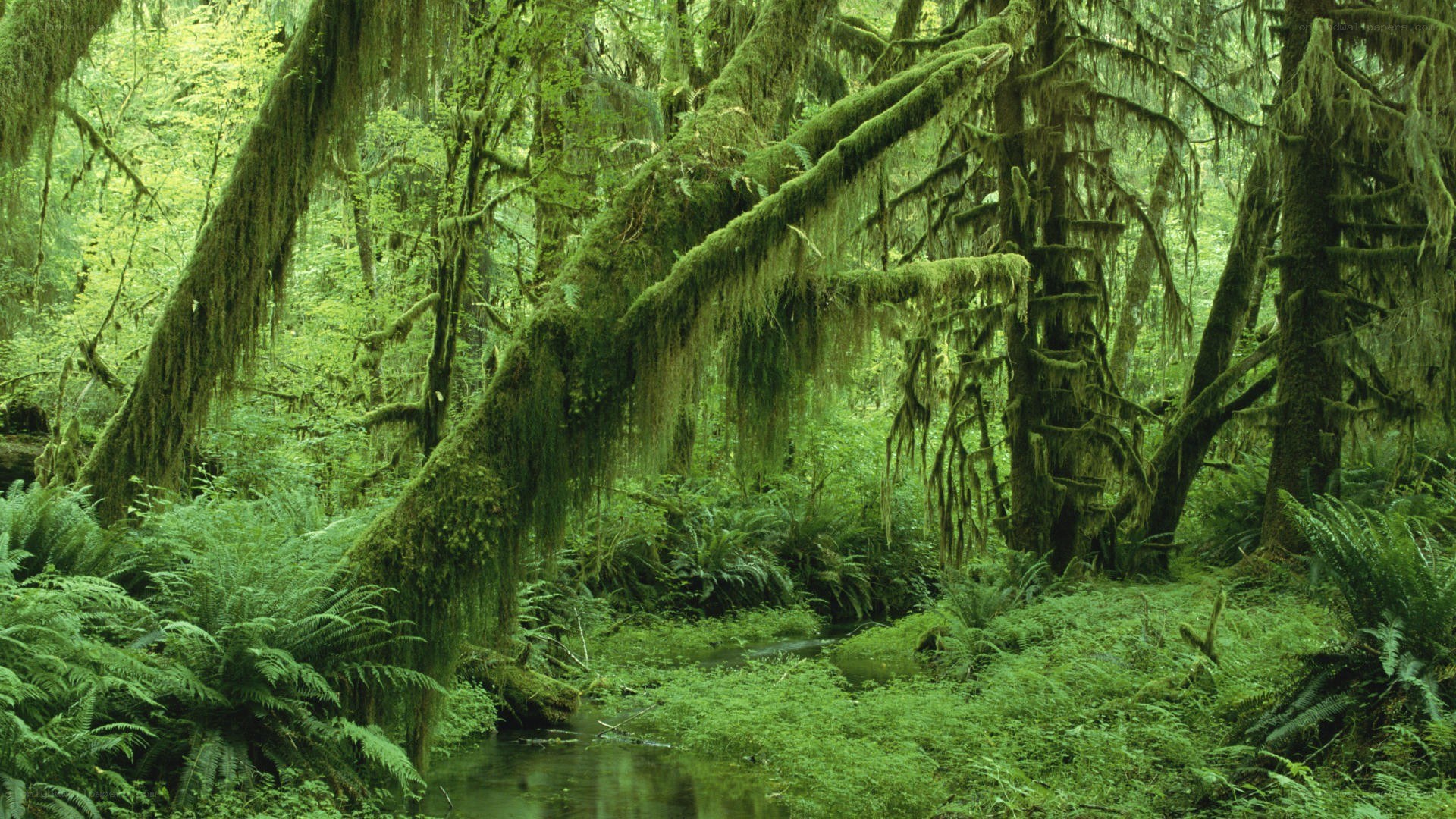 Moss-covered forest with stream