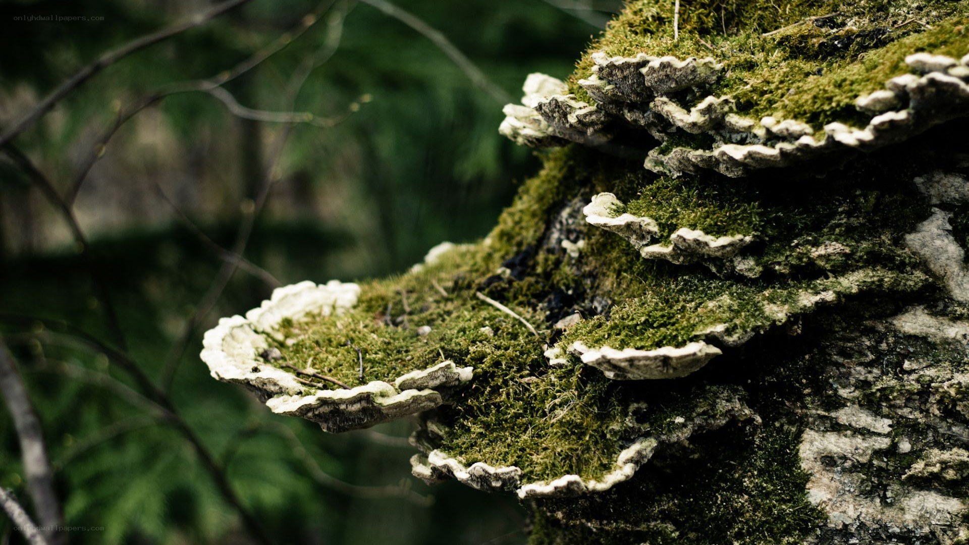 moss-covered fungi on a tree
