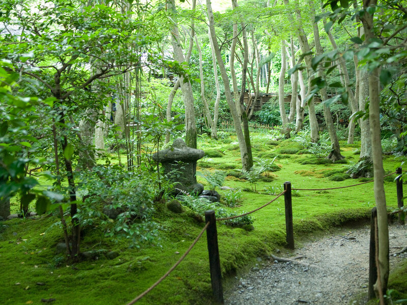 Moss-covered Garden