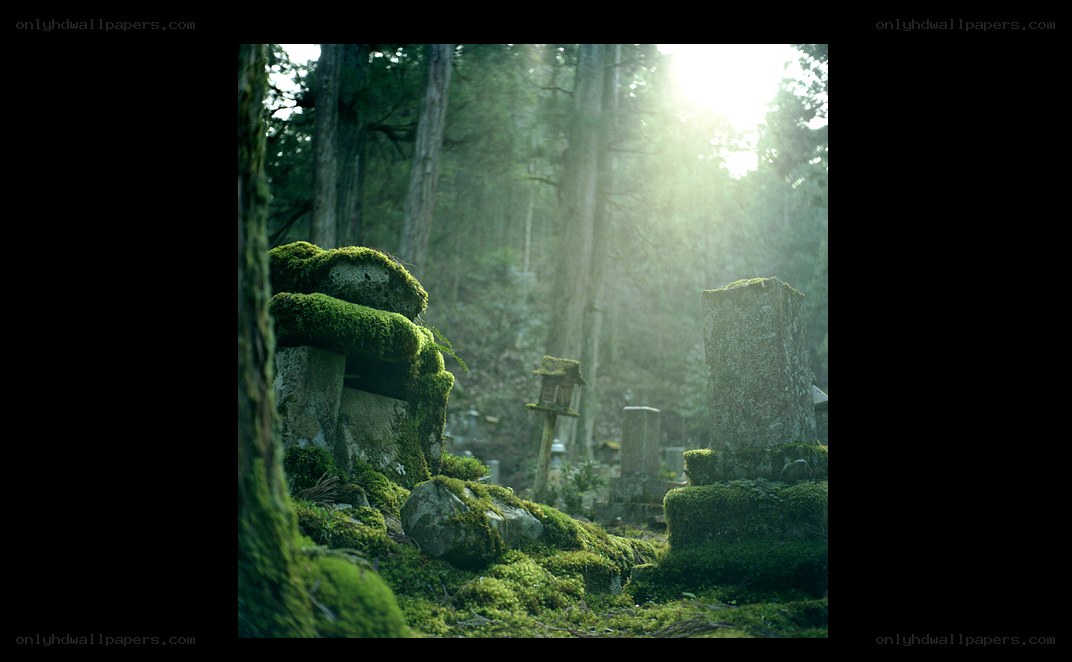 Moss-covered graves in a forest