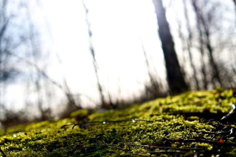 Moss-covered Ground — Green, Serene