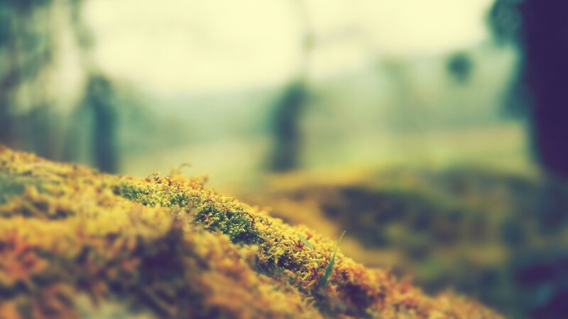 Moss-covered Ground — Green