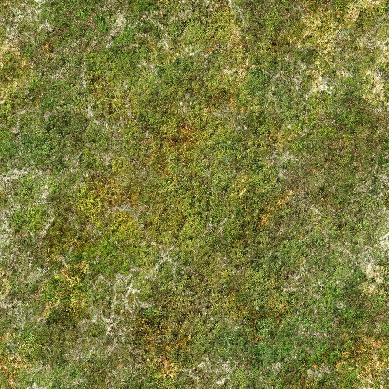 moss-covered ground texture