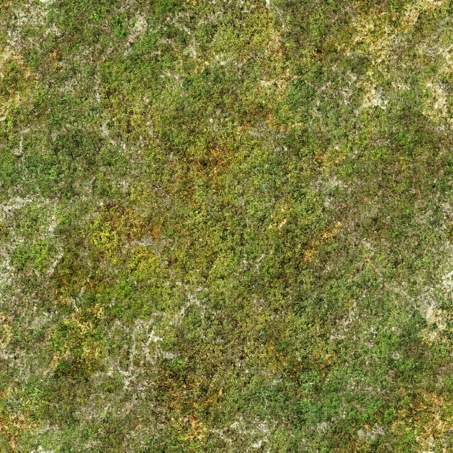 moss-covered ground texture