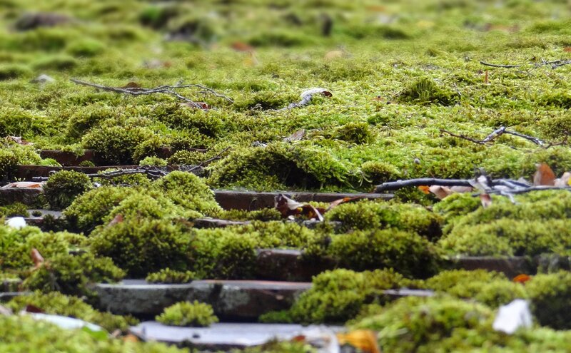Moss-covered Ground