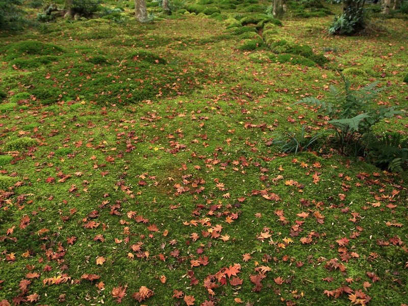 Moss-covered Ground with Leaves