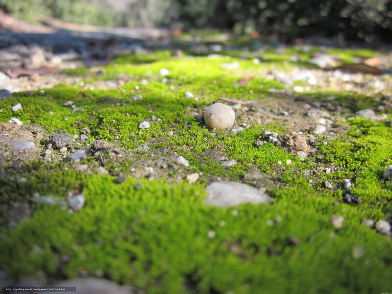 moss-covered ground with pebble