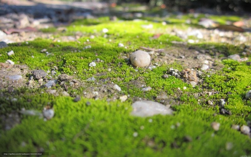 Moss-covered ground with pebbles