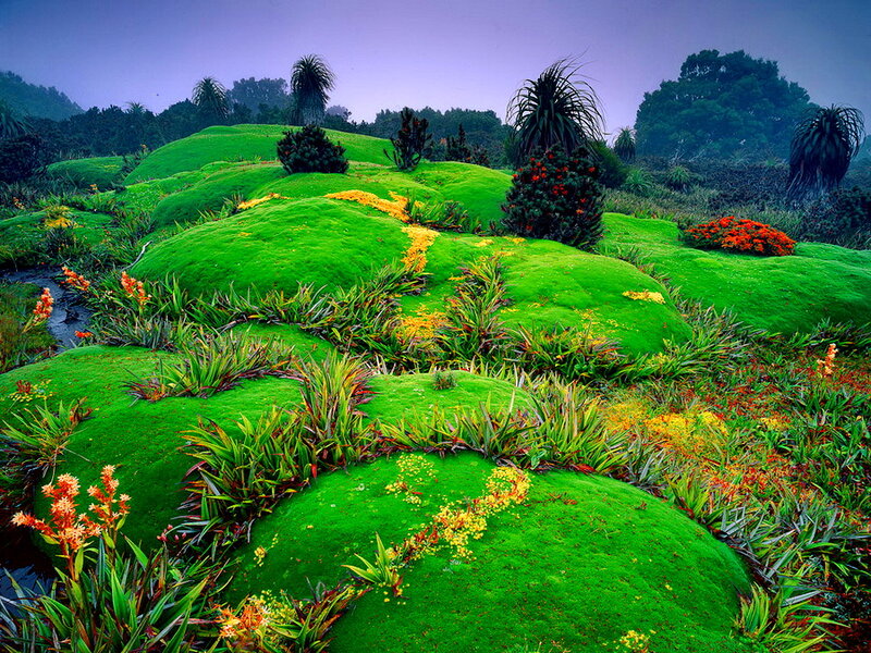 Moss-covered Hills