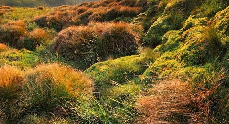 Moss-covered Hills with Grass