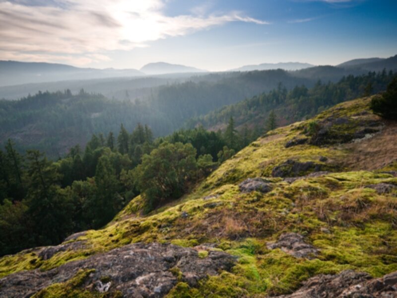 Moss-covered Hillside