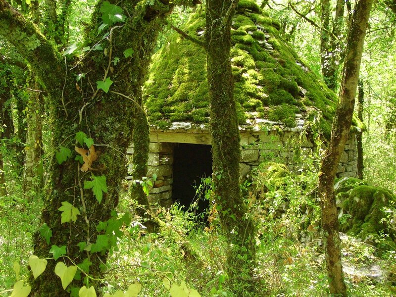 Moss-covered Hut in Forest