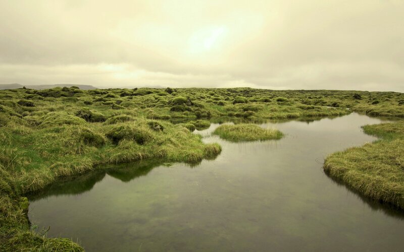Moss-covered Landscape — Green, Calm