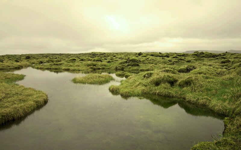 Moss-covered Landscape — Green, Serene