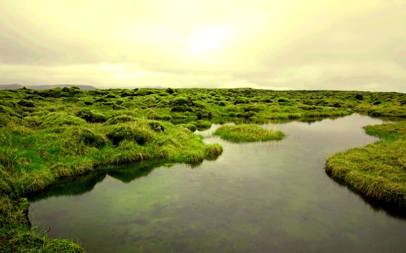 Moss-covered Landscape