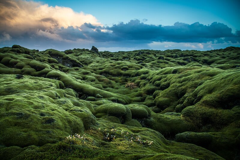 Moss-covered Lava Field — Green, Dramatic