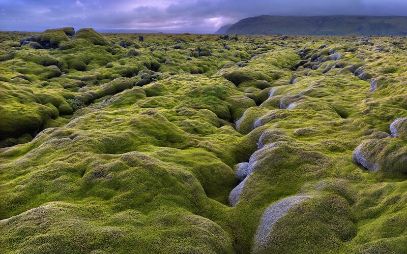 Moss-covered lava field landscape