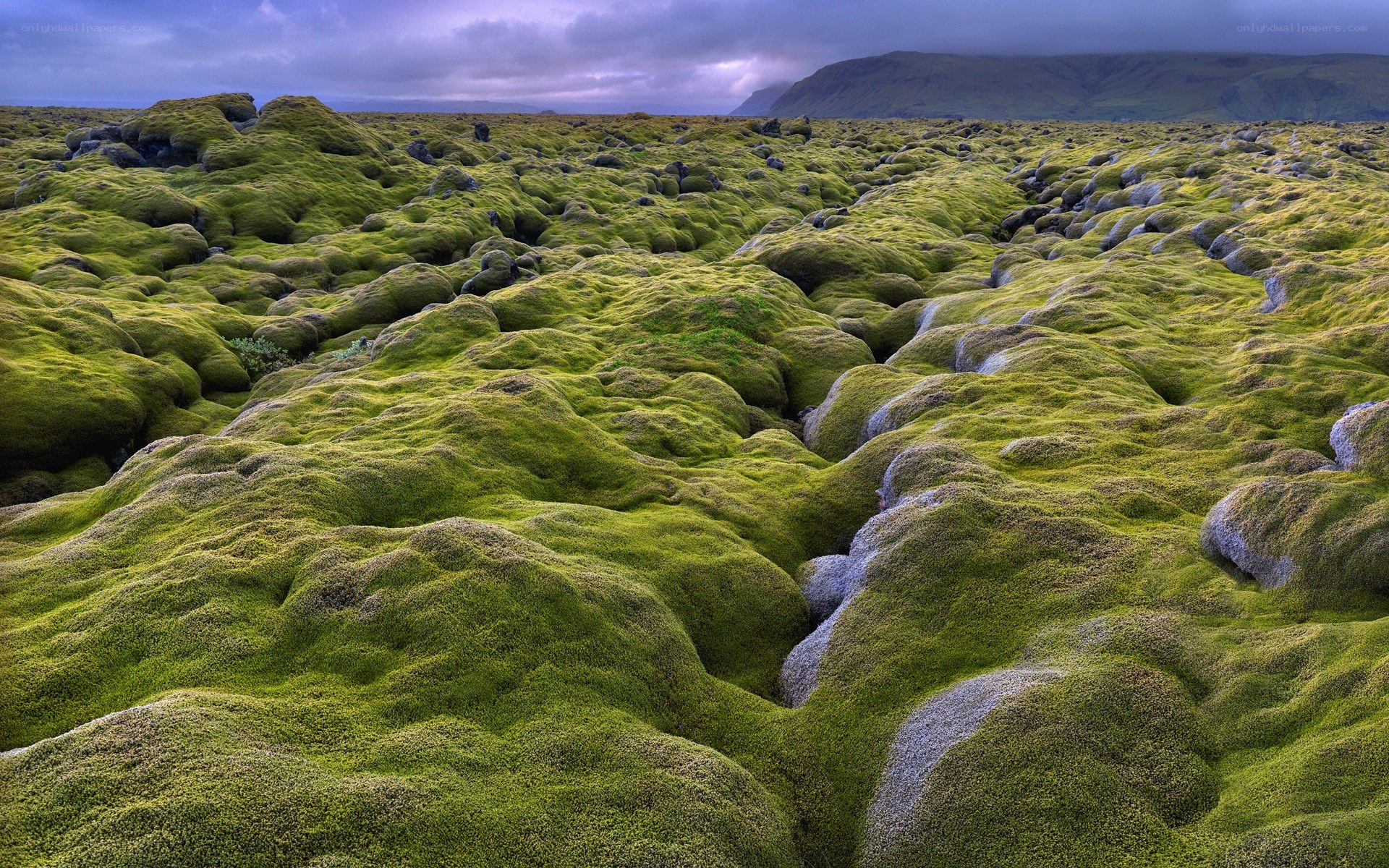 Moss-covered lava field landscape