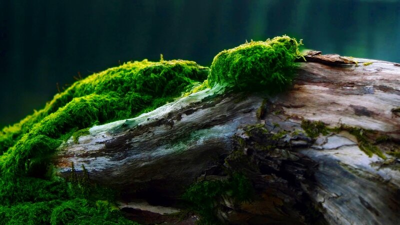 Moss-covered Log — Brown